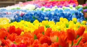 Tulipanes en el mercado de las flores de Amsterdam